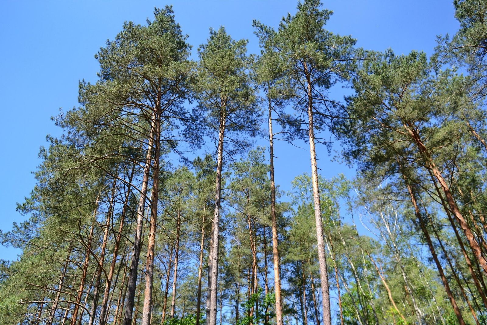 Zdjęcie: Projekty uproszczonych planów urządzenia lasów należących do osób fizycznych i wspólnot gruntowych